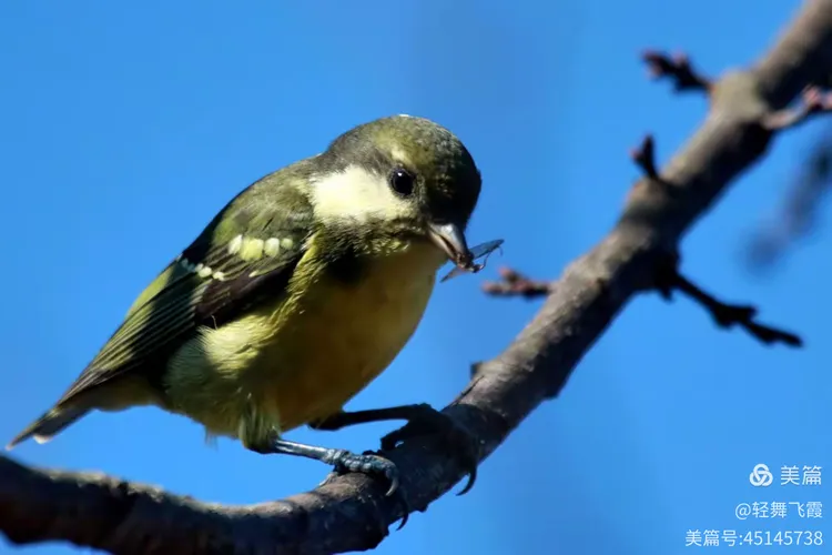 十一月鸟篇续集